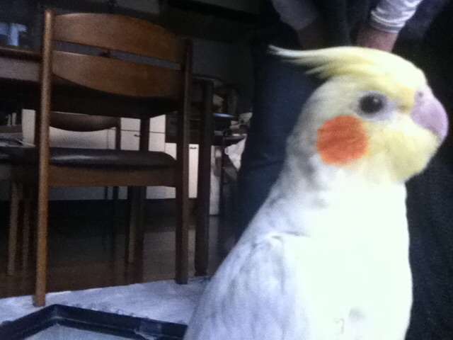 鳥の写真が集まるトピ