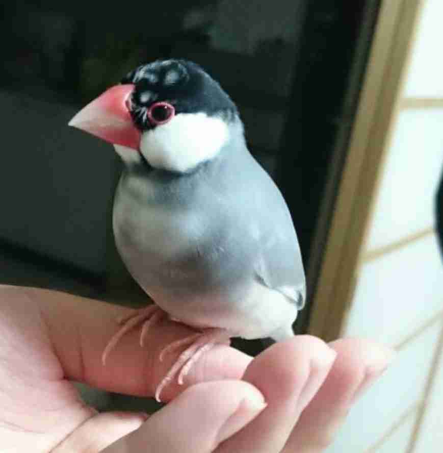 鳥の写真が集まるトピ