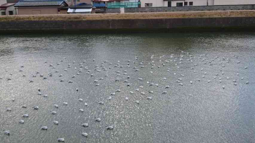 鳥の写真が集まるトピ