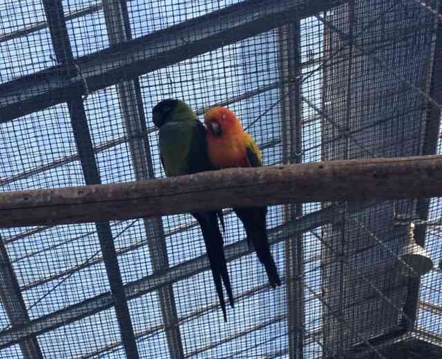 鳥の写真が集まるトピ