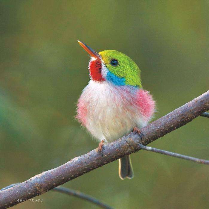 鳥の写真が集まるトピ