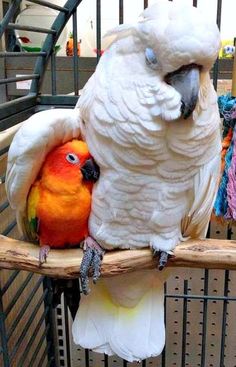 鳥の写真が集まるトピ