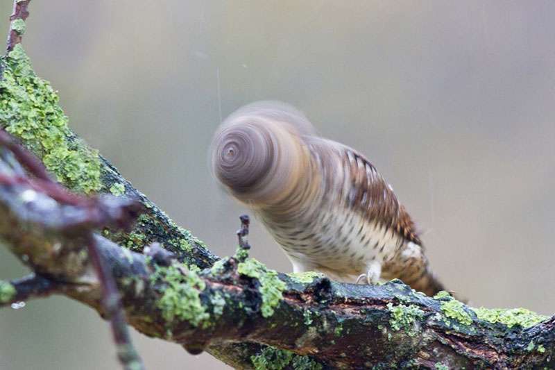 鳥の写真が集まるトピ
