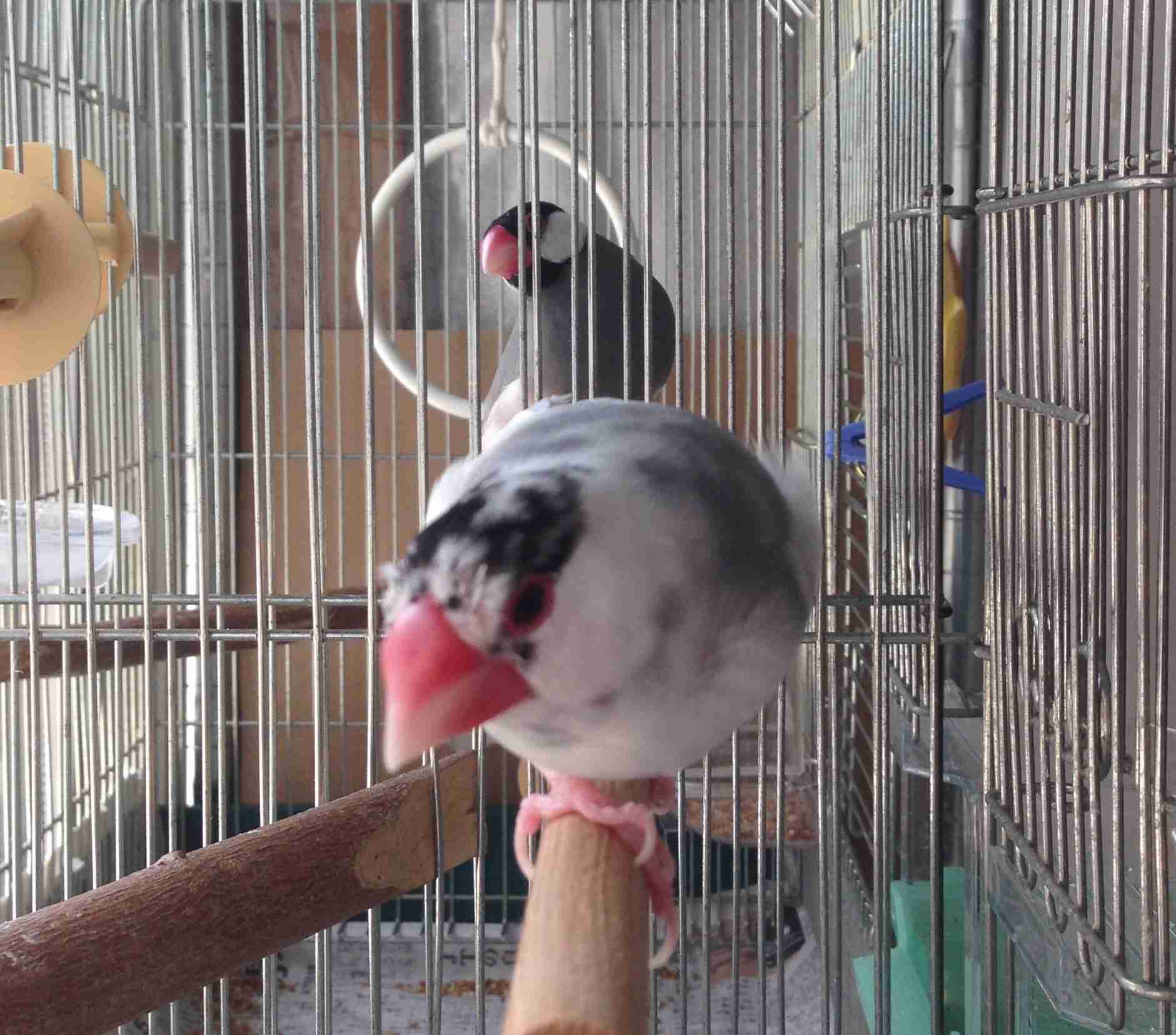 鳥の写真が集まるトピ