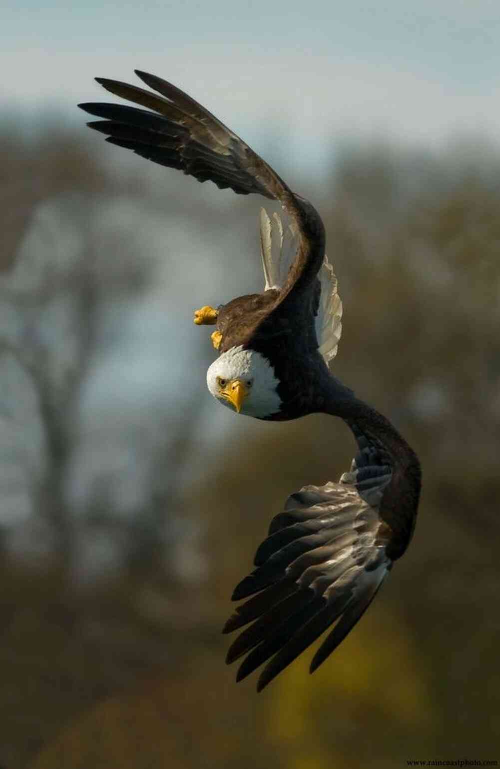 鳥の写真が集まるトピ
