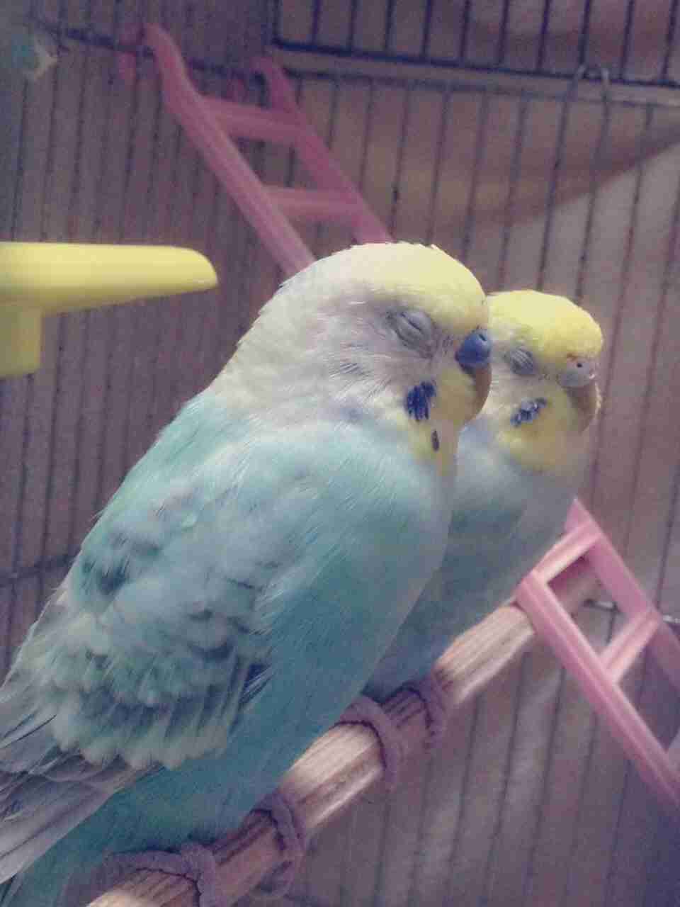鳥の写真が集まるトピ