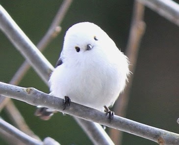 鳥の写真が集まるトピ