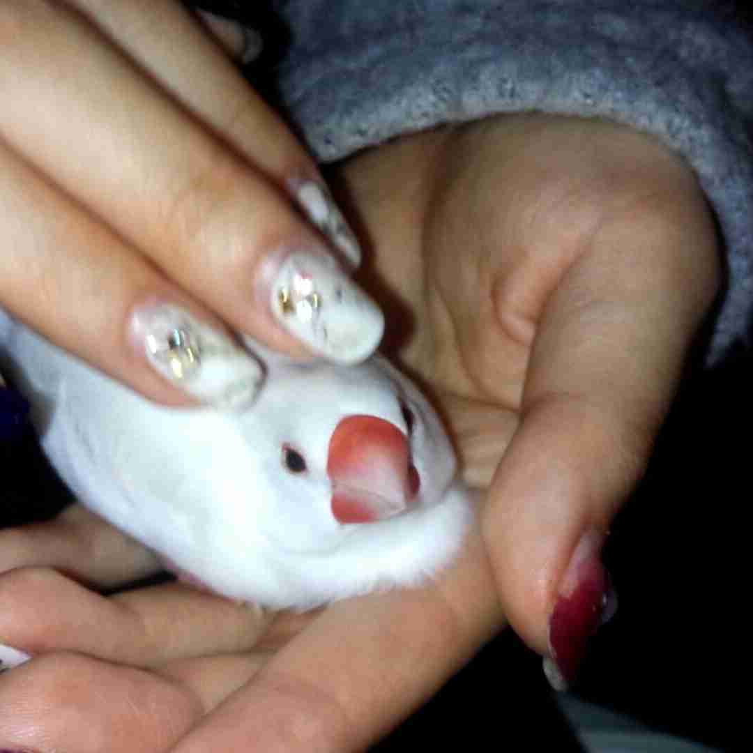 鳥の写真が集まるトピ