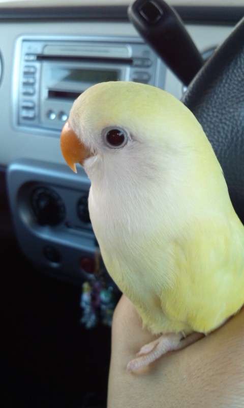 鳥の写真が集まるトピ