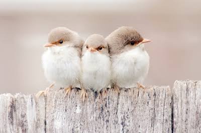 鳥の写真が集まるトピ