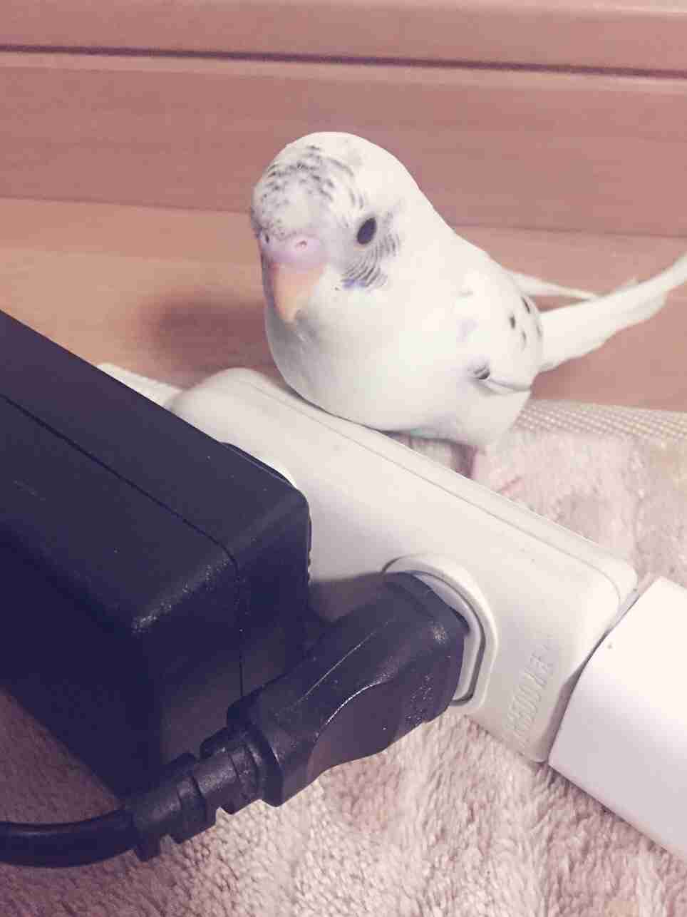 鳥の写真が集まるトピ