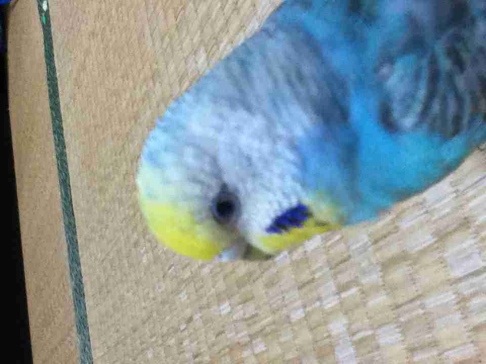鳥の写真が集まるトピ
