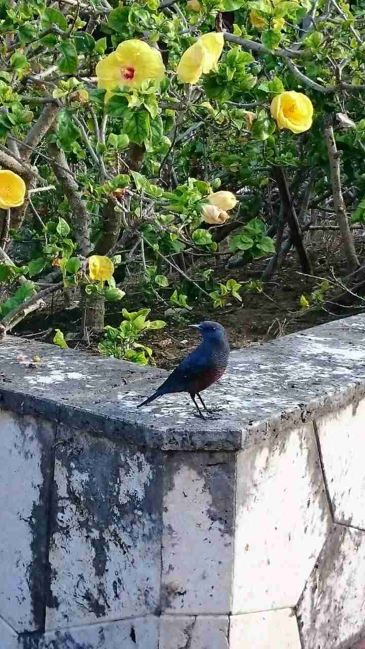 鳥の写真が集まるトピ
