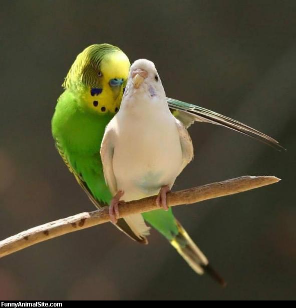 鳥の写真が集まるトピ