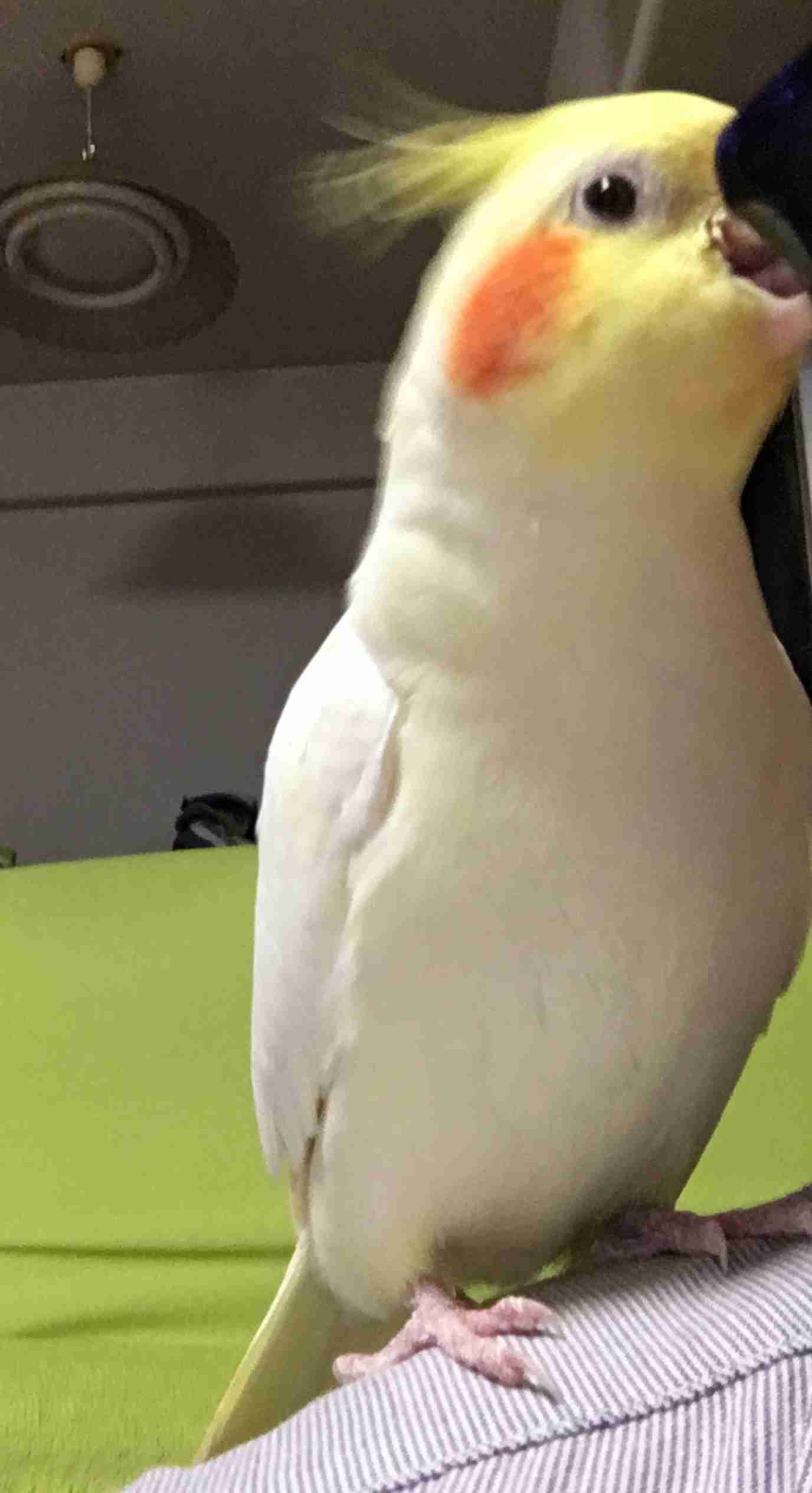 鳥の写真が集まるトピ