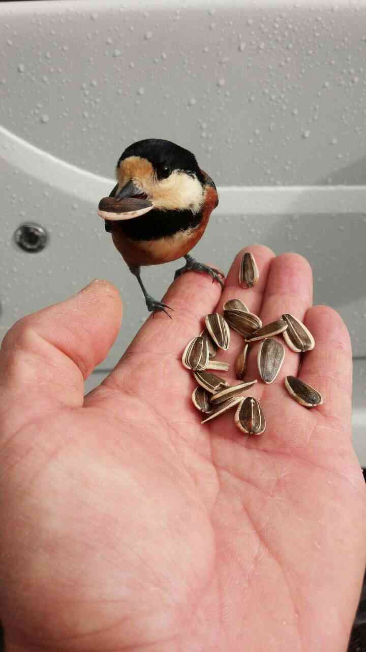 鳥の写真が集まるトピ