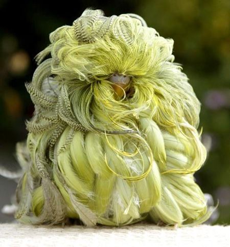 鳥の写真が集まるトピ