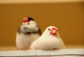 鳥の写真が集まるトピ