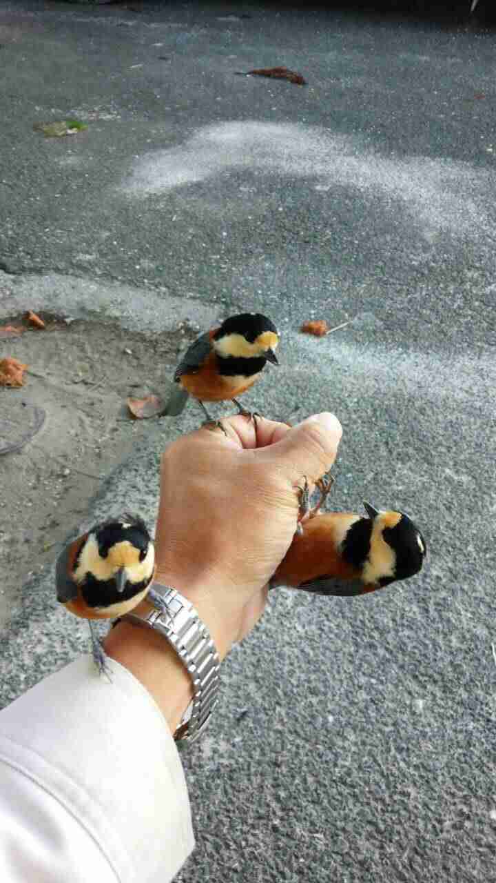 鳥の写真が集まるトピ