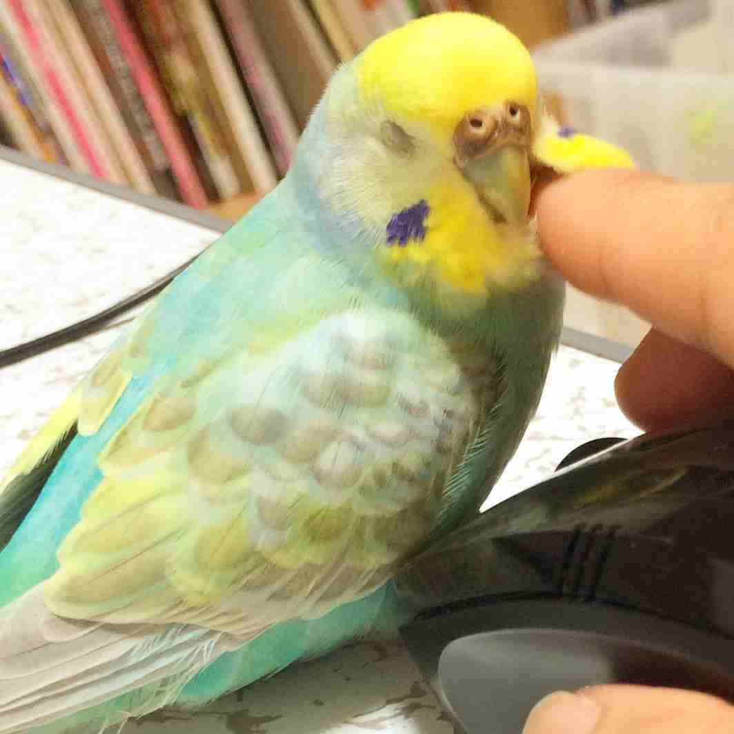 鳥の写真が集まるトピ