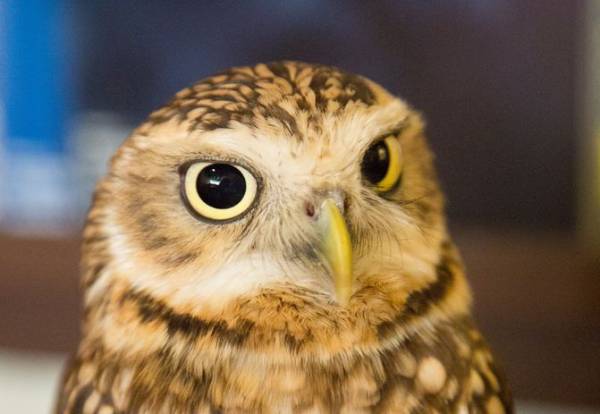 鳥の写真が集まるトピ