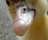 鳥の写真が集まるトピ