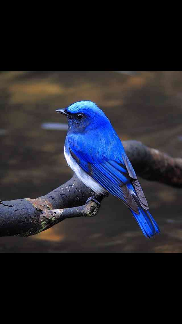 鳥の写真が集まるトピ