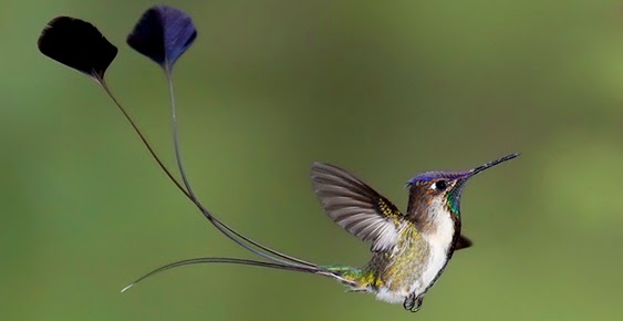 鳥の写真が集まるトピ
