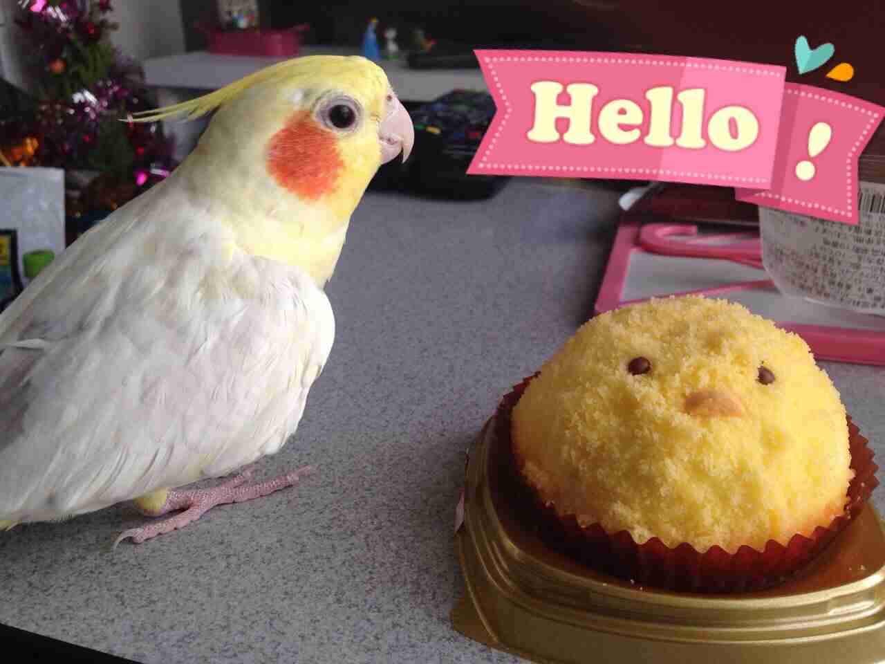 鳥の写真が集まるトピ