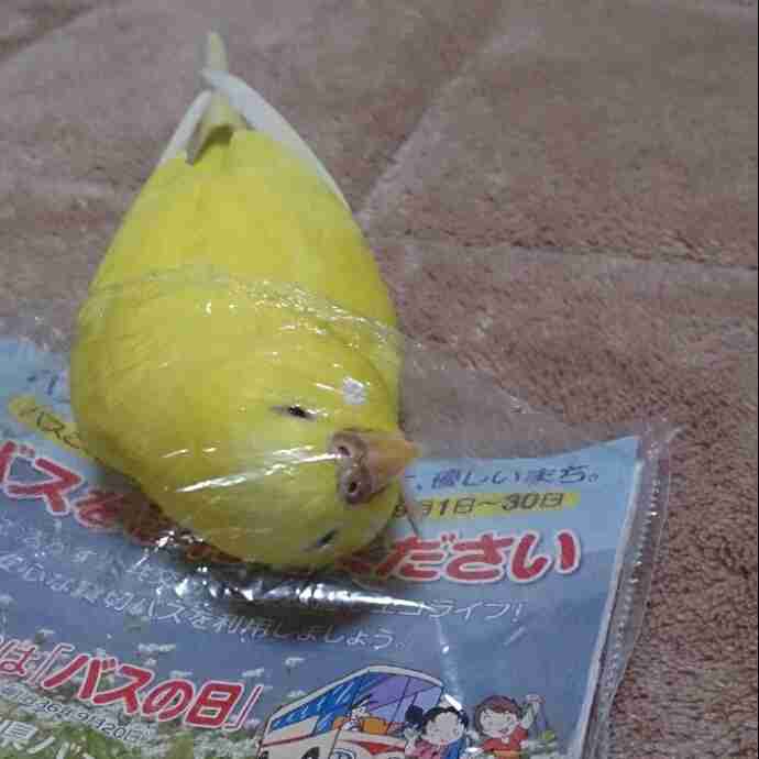 鳥の写真が集まるトピ