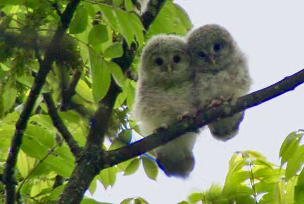 鳥の写真が集まるトピ