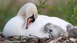 鳥の写真が集まるトピ