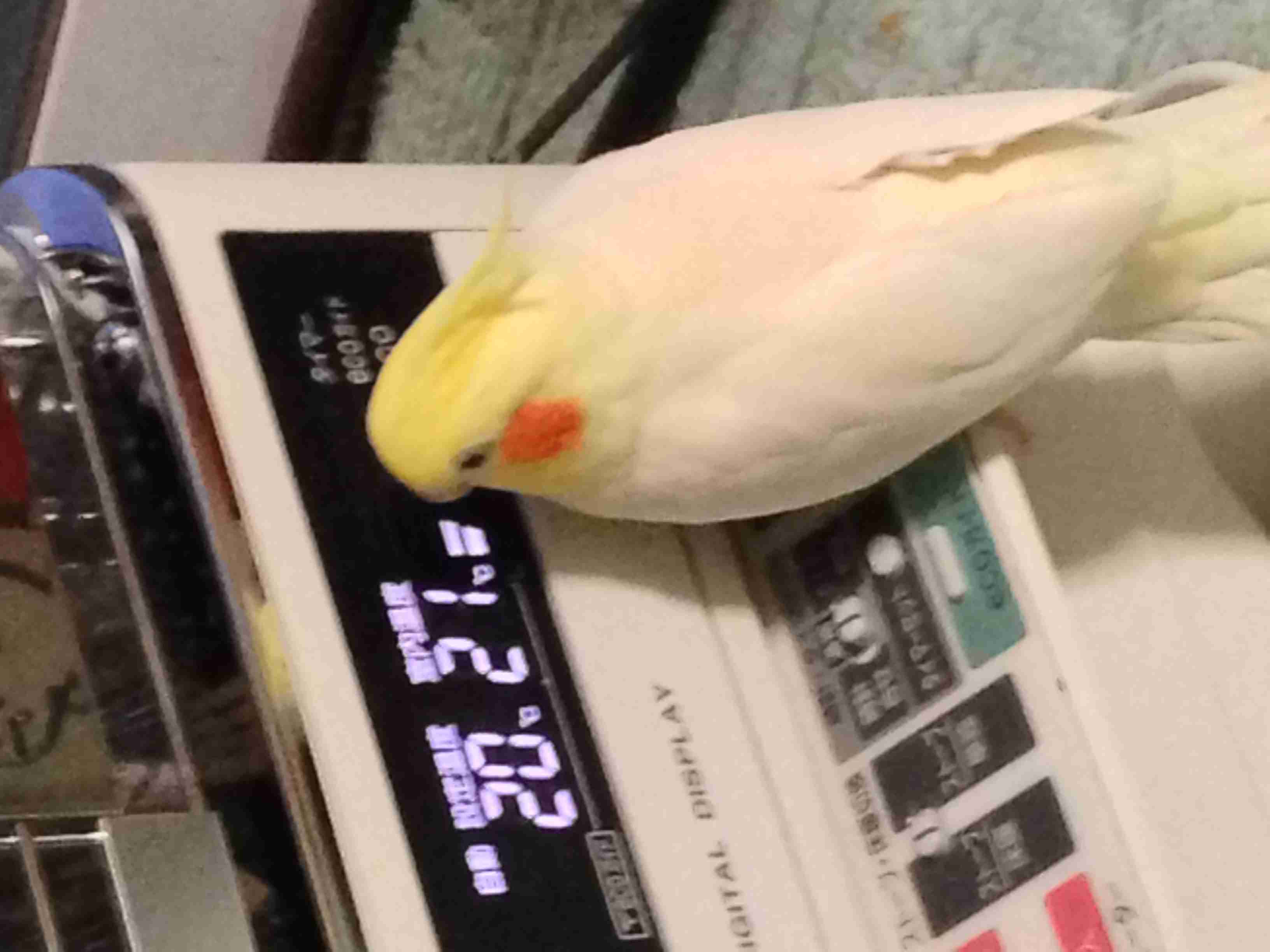 鳥の写真が集まるトピ