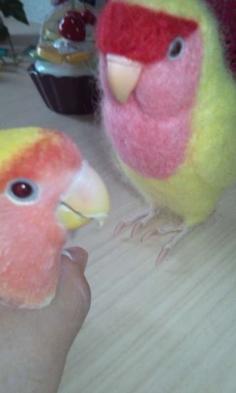 鳥の写真が集まるトピ