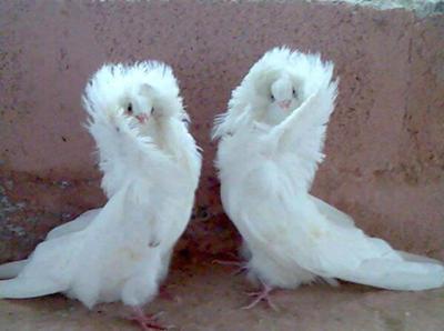 鳥の写真が集まるトピ