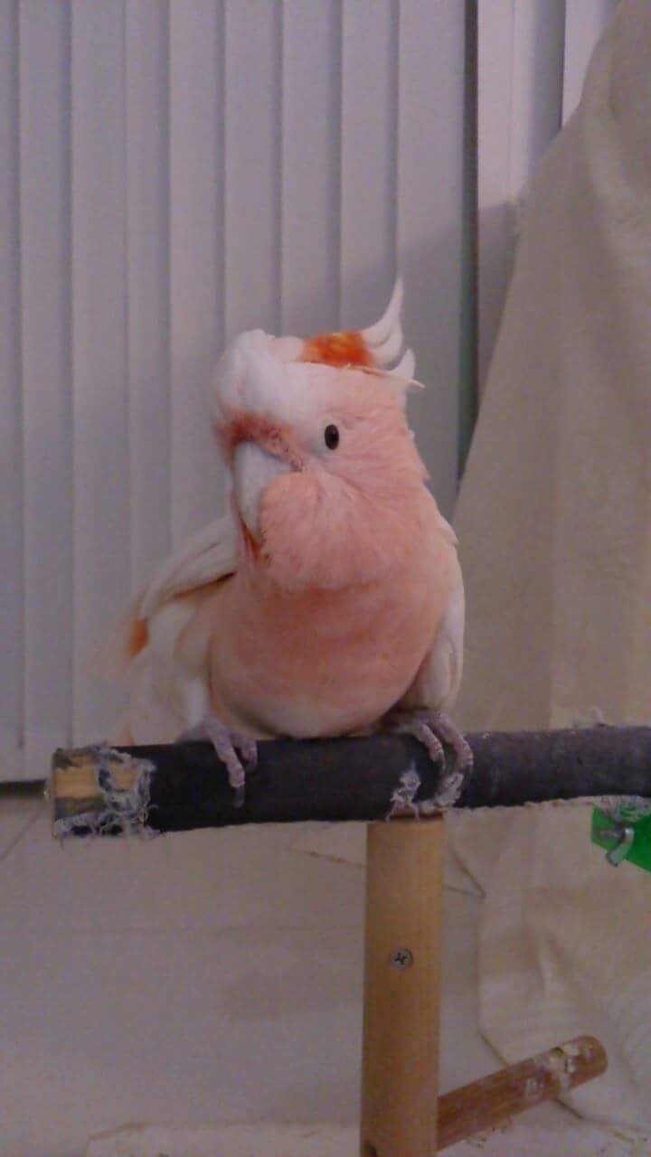 鳥の写真が集まるトピ