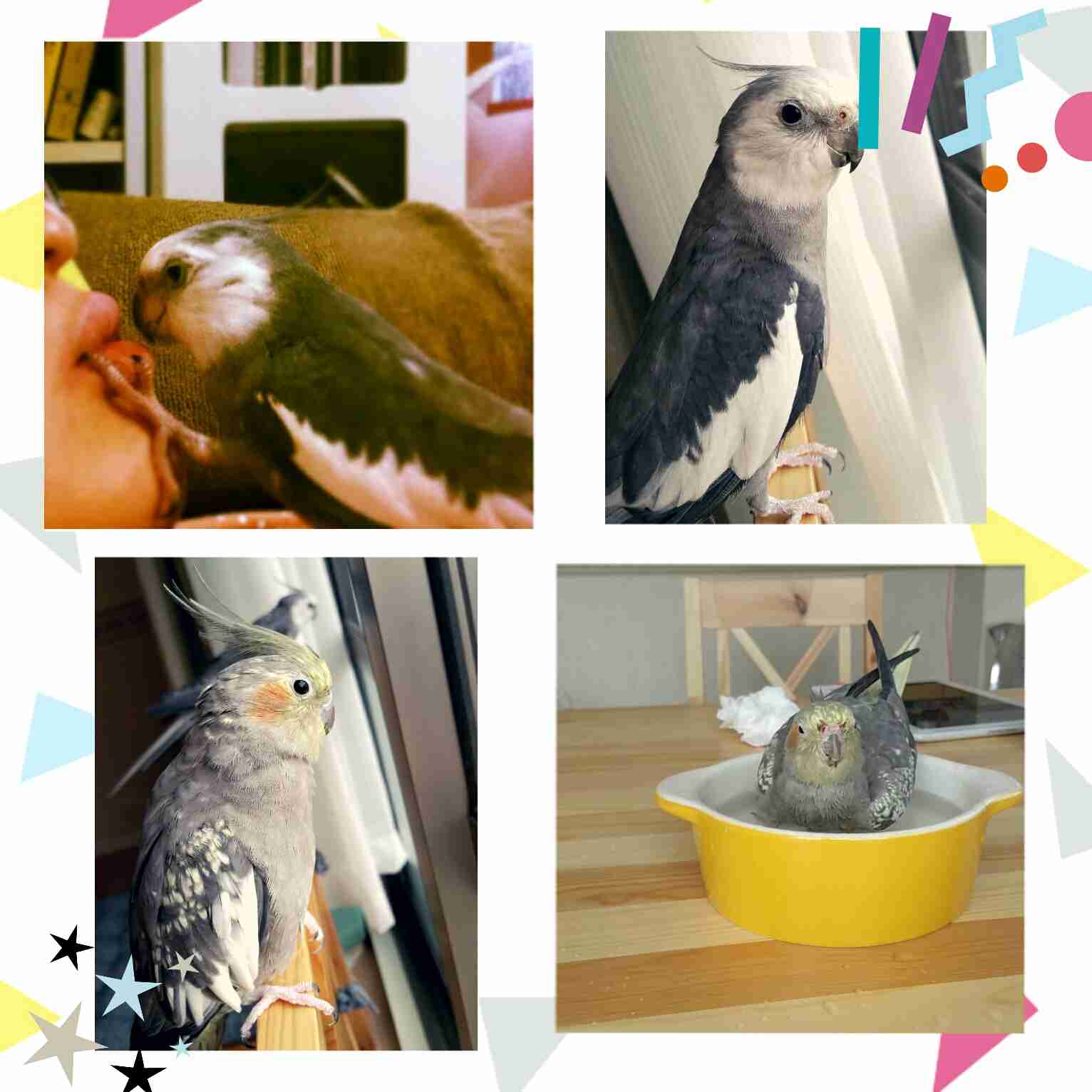 鳥の写真が集まるトピ