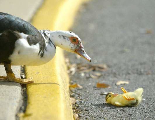 鳥の写真が集まるトピ