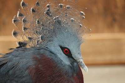 鳥の写真が集まるトピ