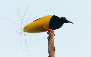 鳥の写真が集まるトピ