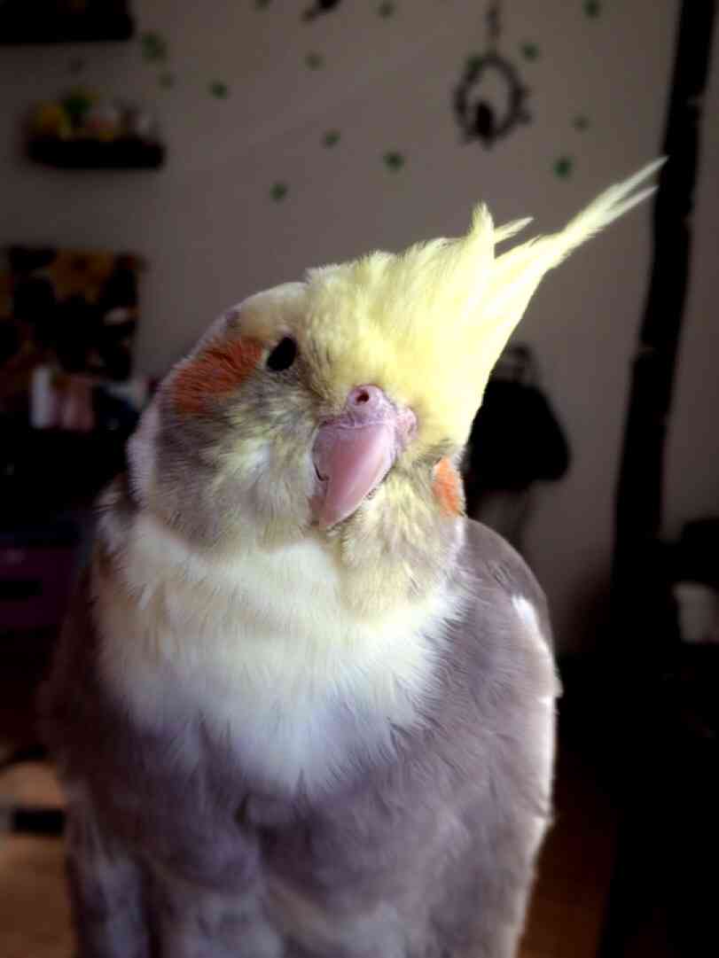 鳥の写真が集まるトピ