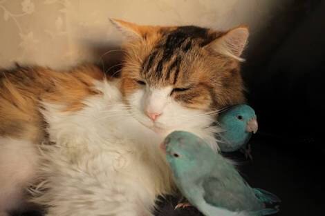 鳥の写真が集まるトピ