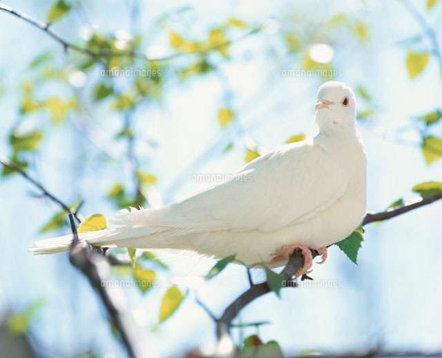 鳥の写真が集まるトピ
