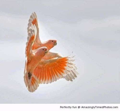 鳥の写真が集まるトピ