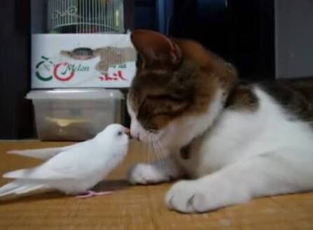 鳥の写真が集まるトピ