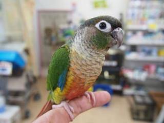 鳥の写真が集まるトピ