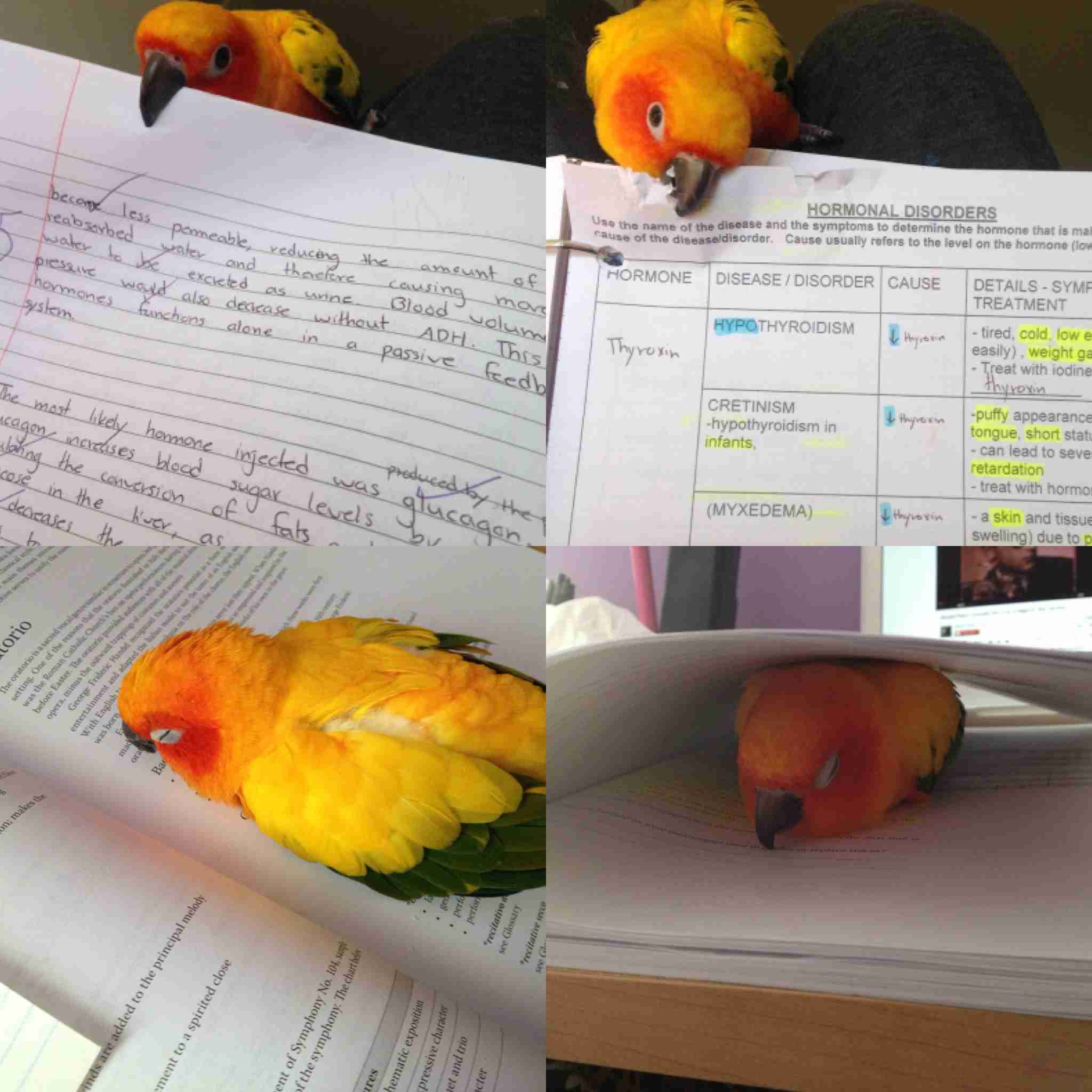 鳥の写真が集まるトピ