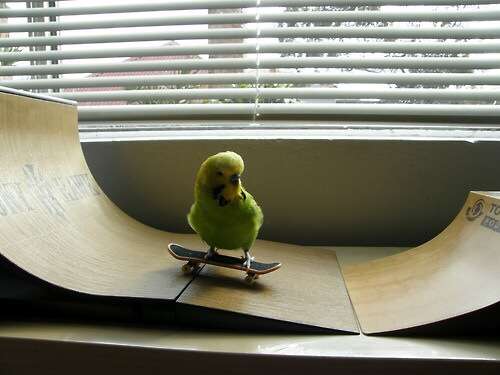 鳥の写真が集まるトピ