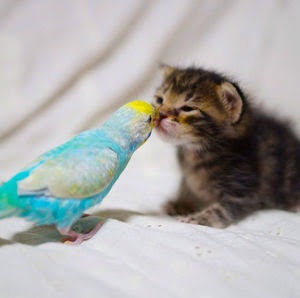 鳥の写真が集まるトピ