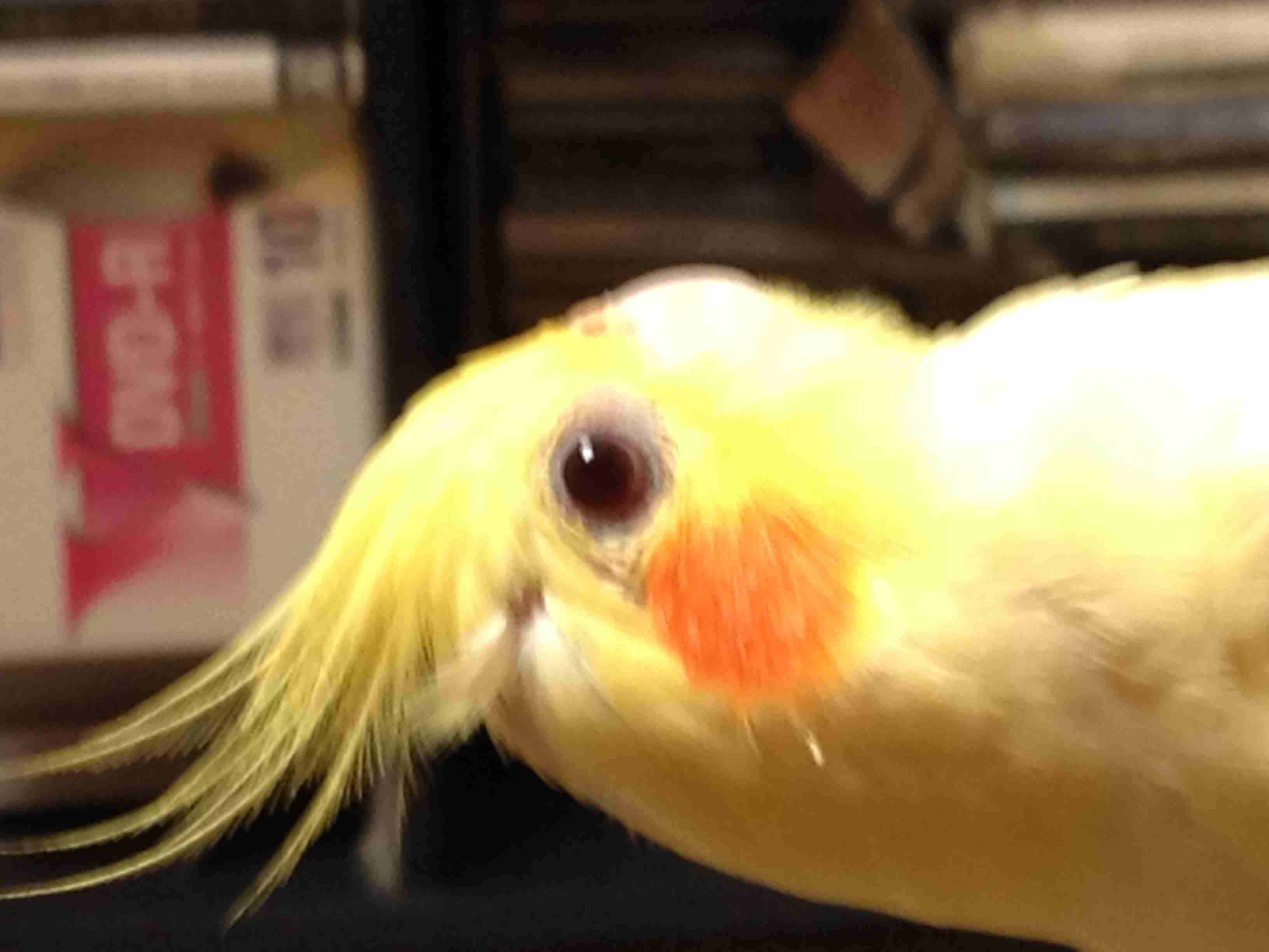 鳥の写真が集まるトピ